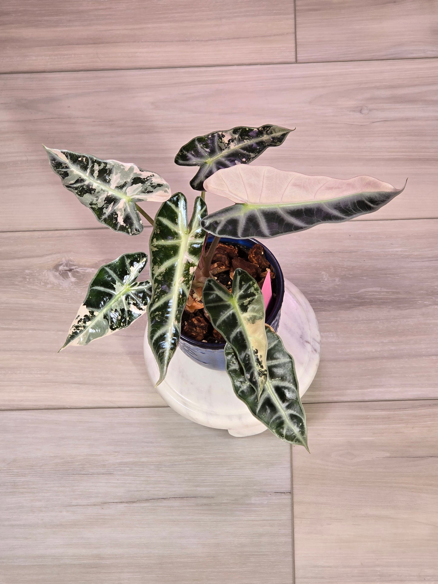 Alocasia Pink Bambino