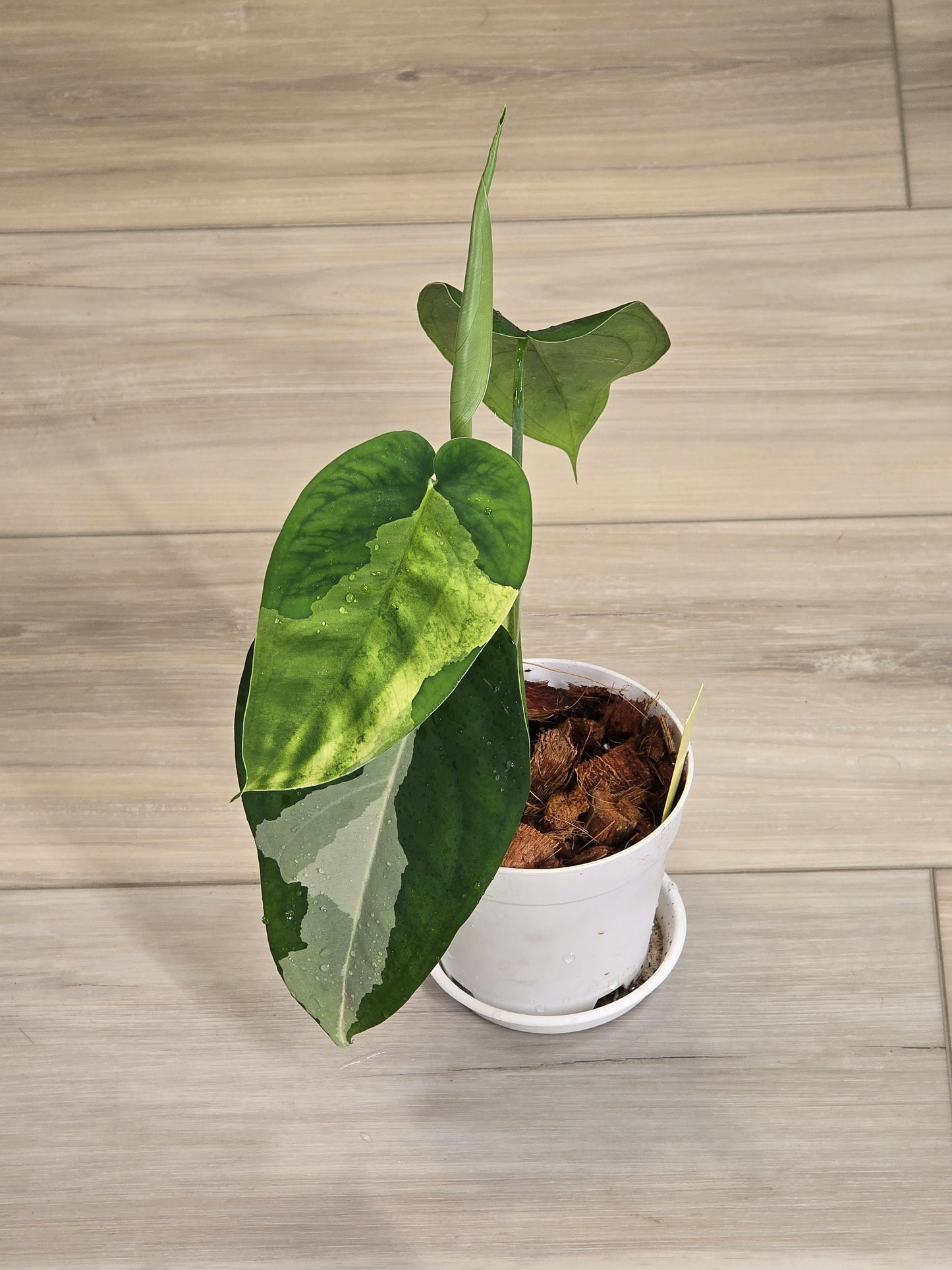 Syngonium Chiapense Variegated #15
