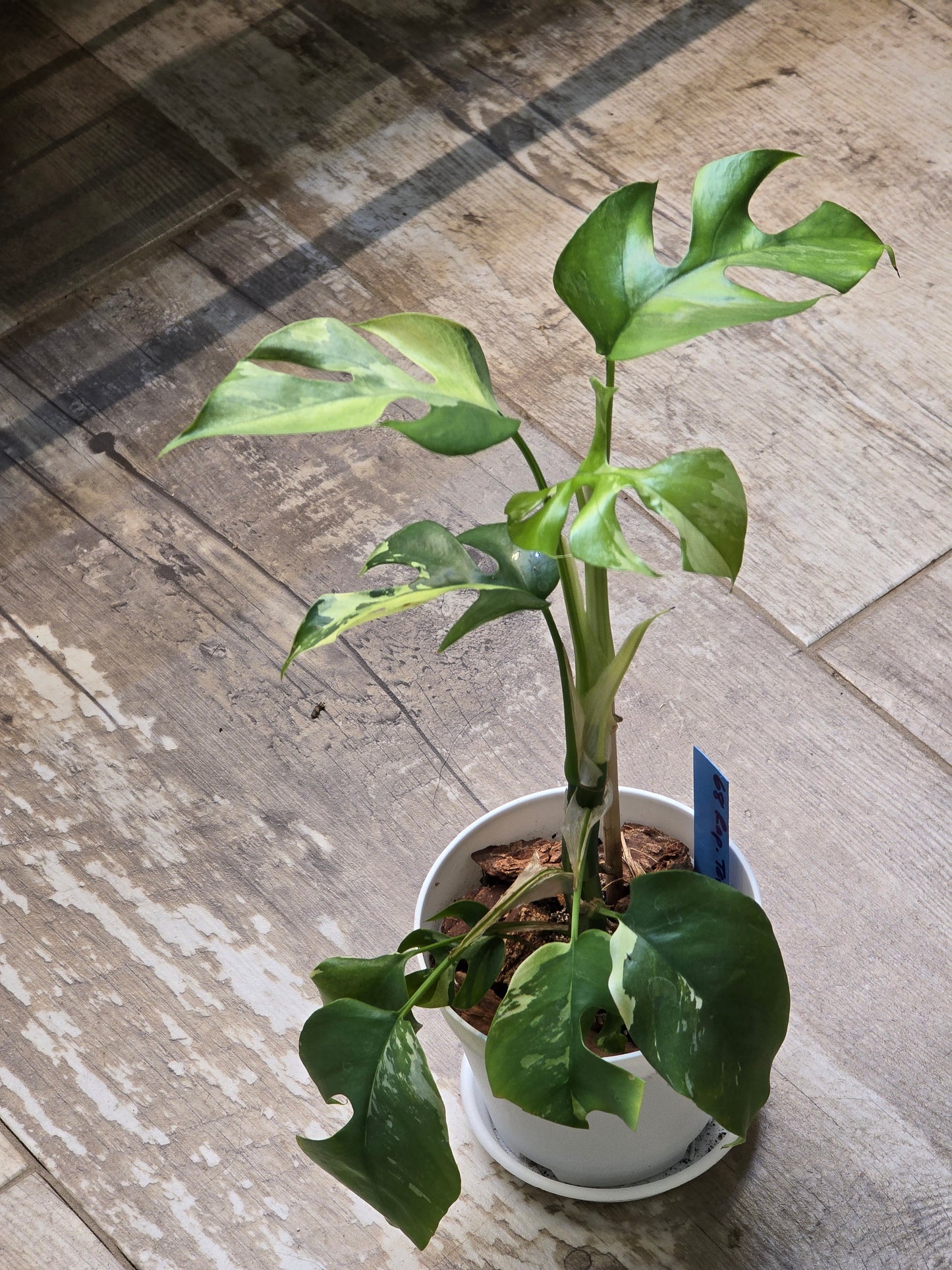 Rhaphidophora Tetrasperma Albo #68