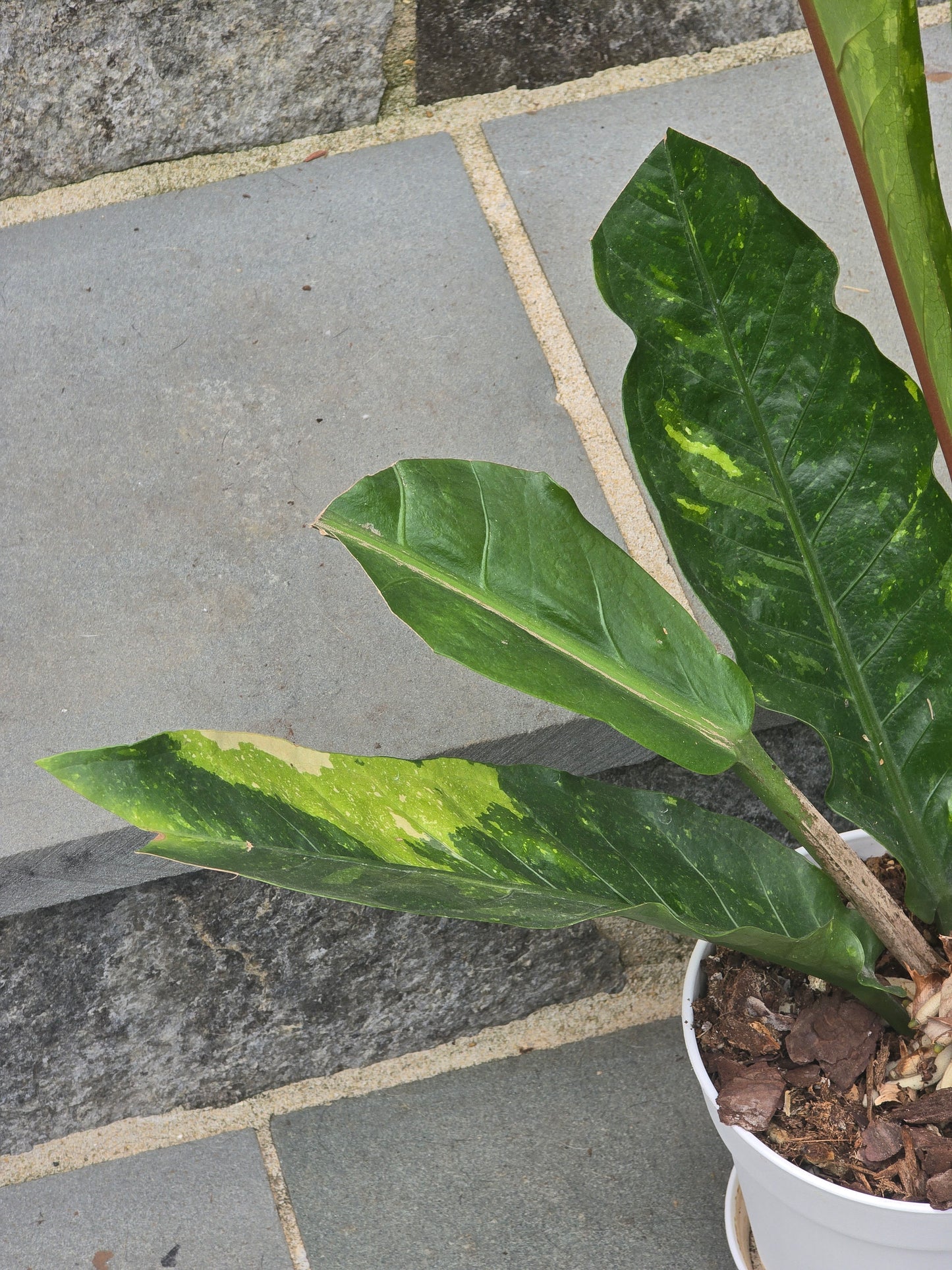 Anthurium Hookeri Variegated