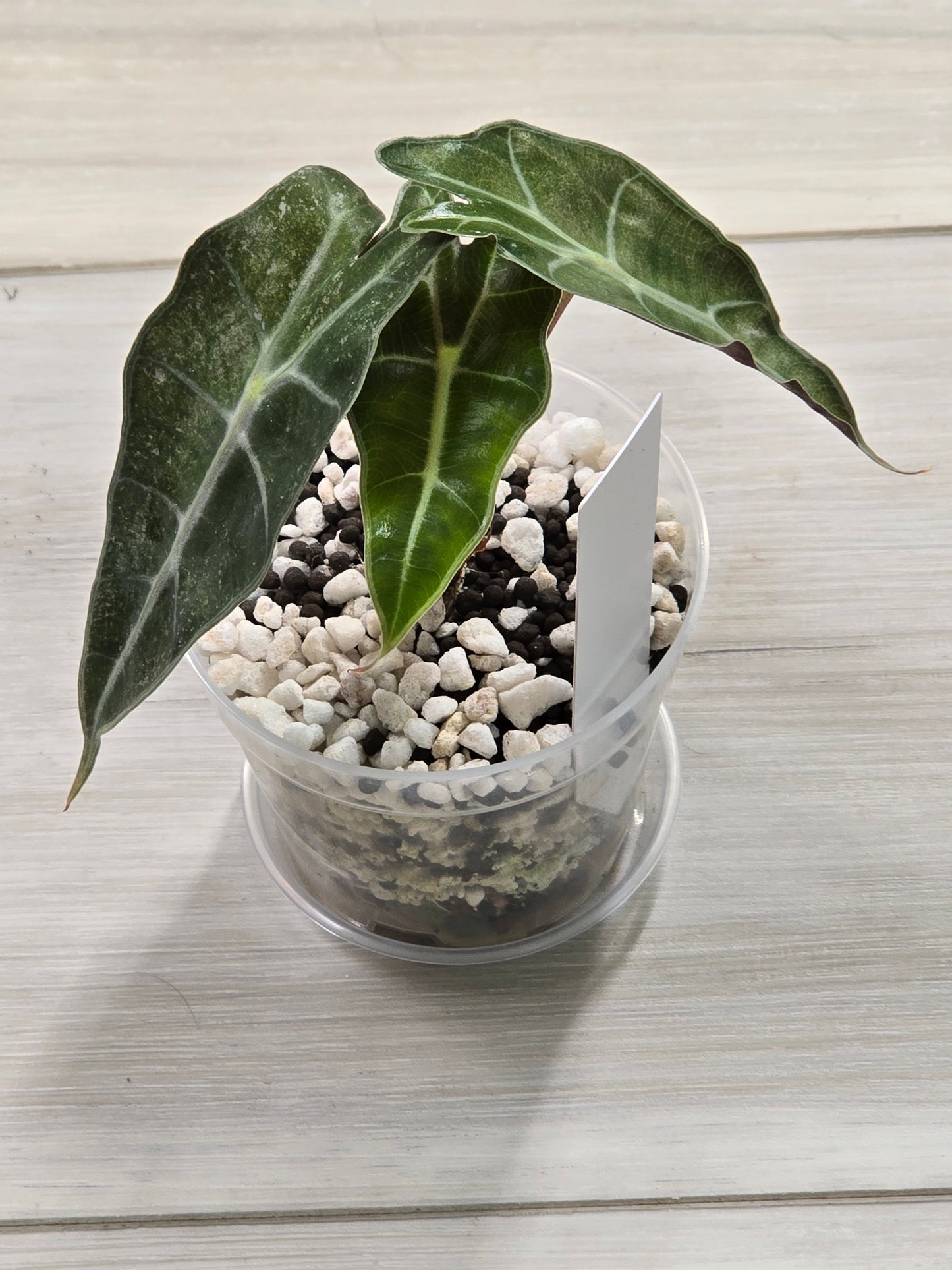 Alocasia Amazonica/Polly Pink Mint #12