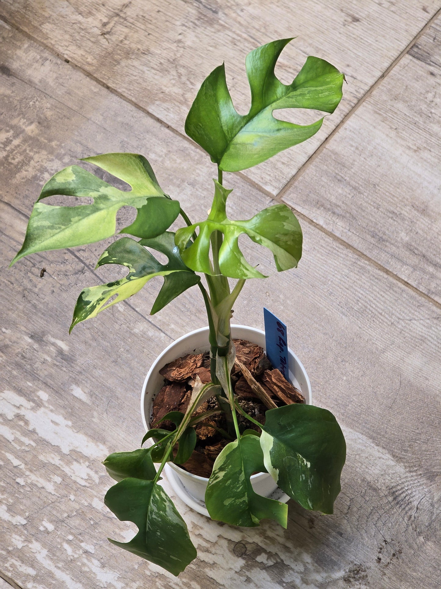 Rhaphidophora Tetrasperma Albo #68