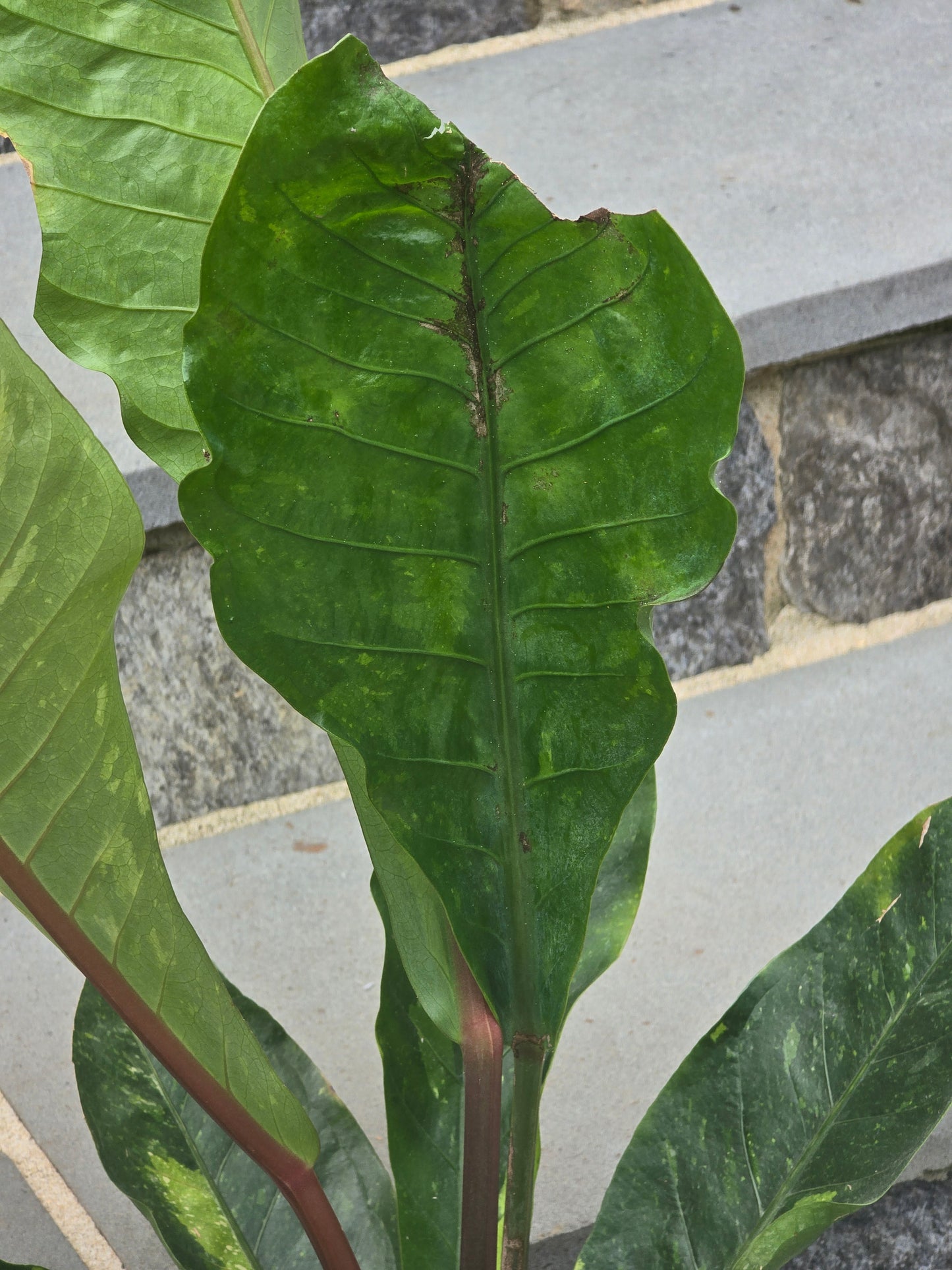 Anthurium Hookeri Variegated