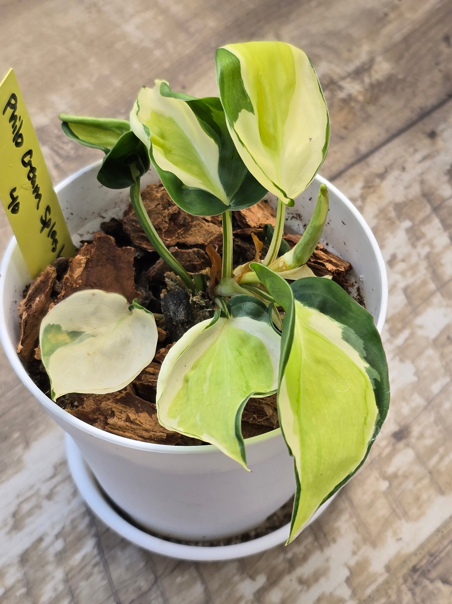 Philodendron Cream Splash #40