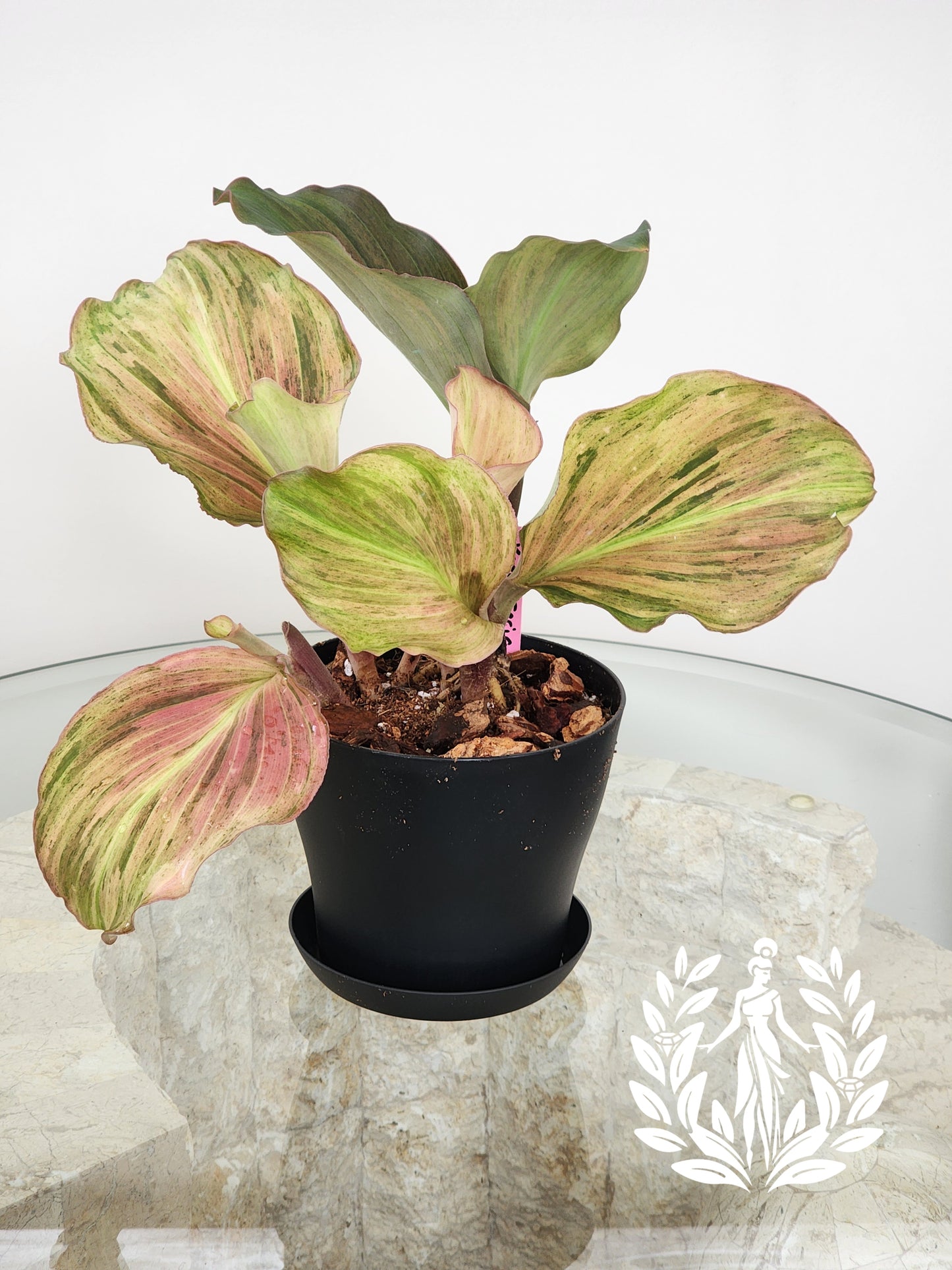 Kaempferia SP Variegated- Full Plant