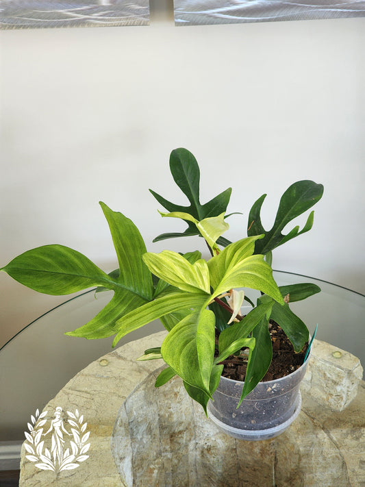 Philodendron Florida Ghost Mint