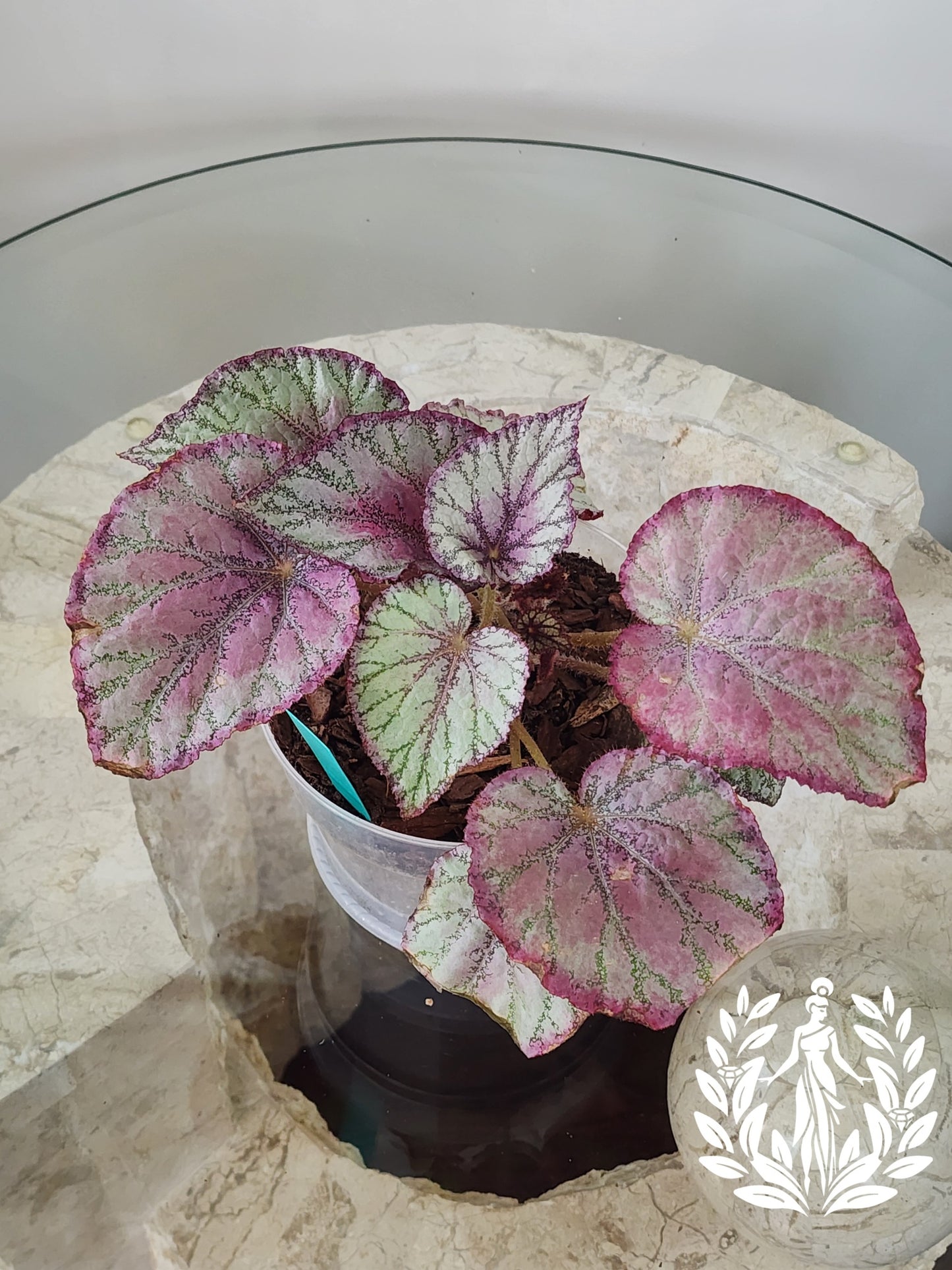 Begonia Rex Harmony Purple Rain