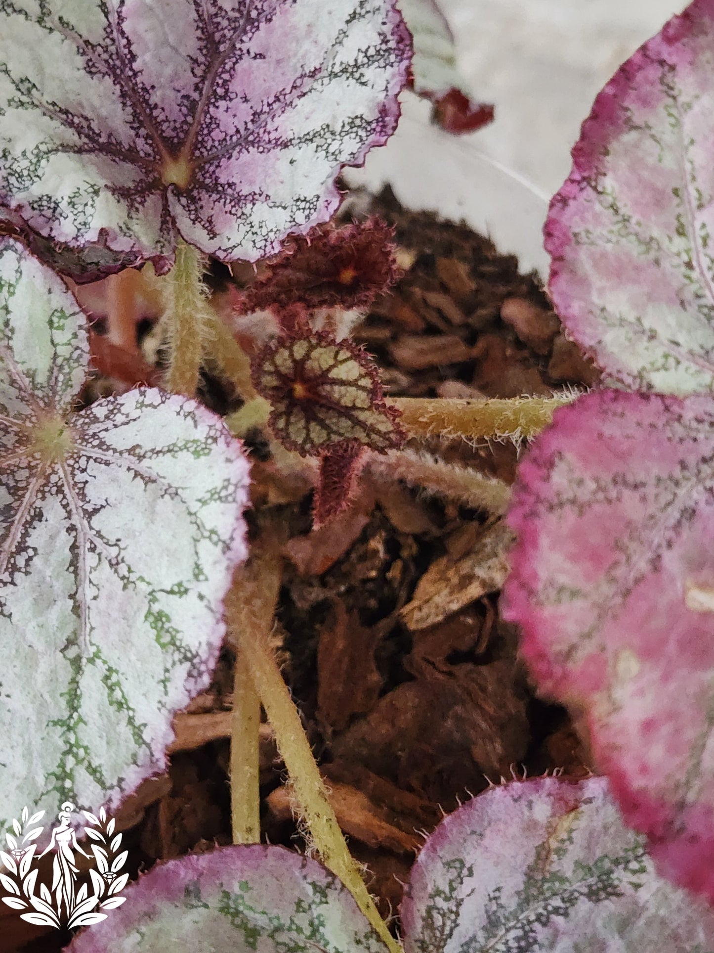 Begonia Rex Harmony Purple Rain