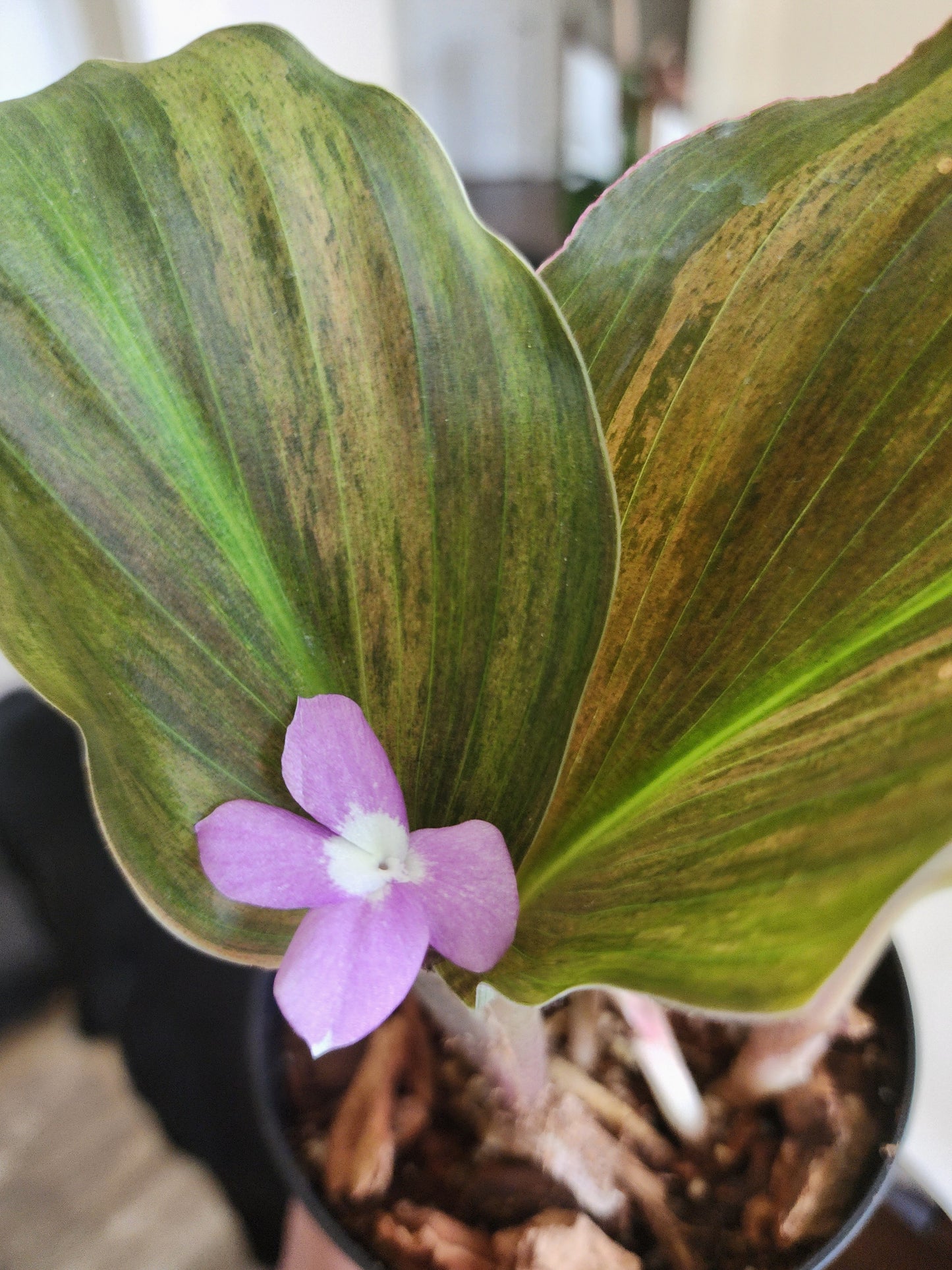 Kaempferia SP Variegated- Full Plant