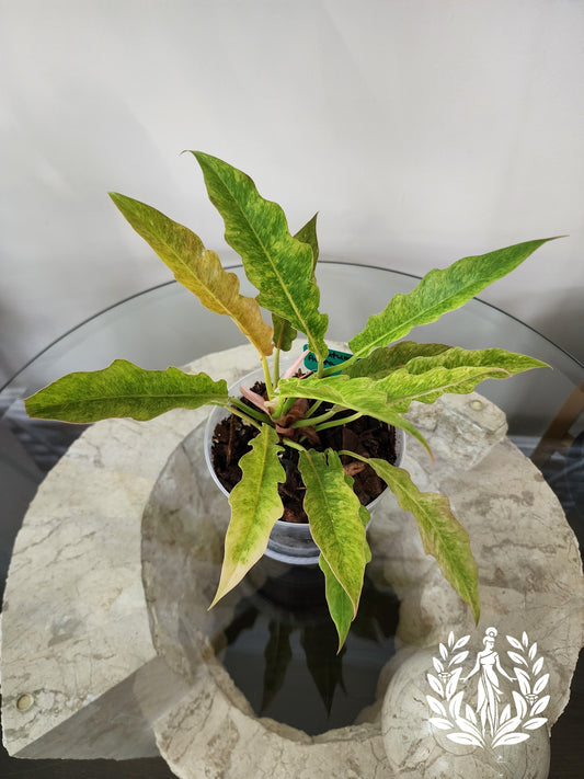 Philodendron Serratum Aurea Marble