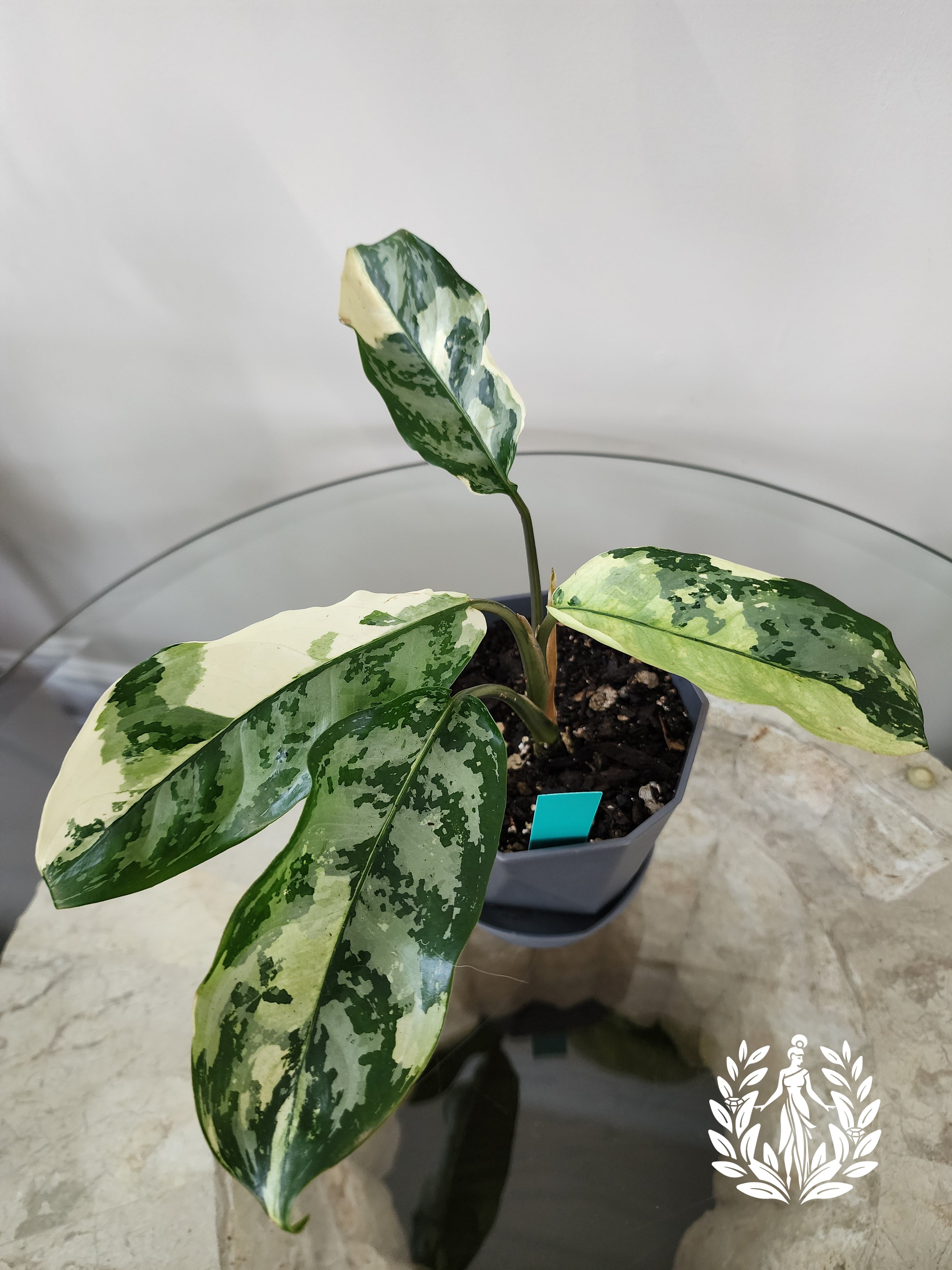 Aglaonema Commutatum Variegated Manila Pride House outlets Plant Aroid Tropical Indoor Outdoor DHL Express Free Phytosanitary Certificate