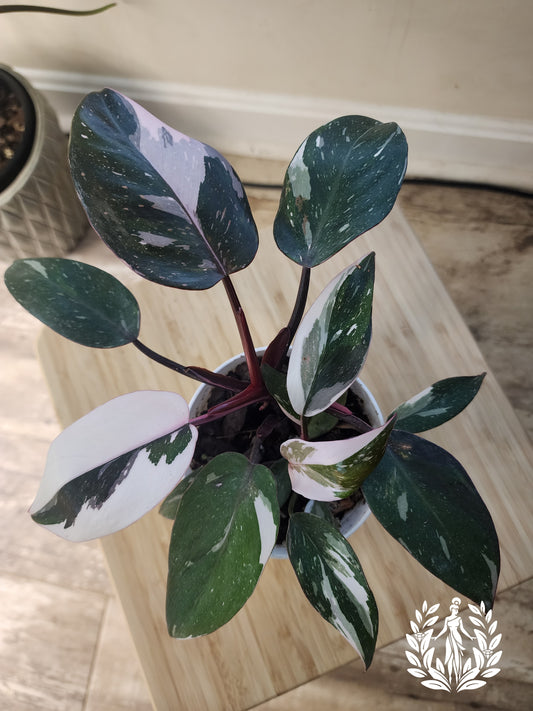 Philodendron Red Anderson Variegated