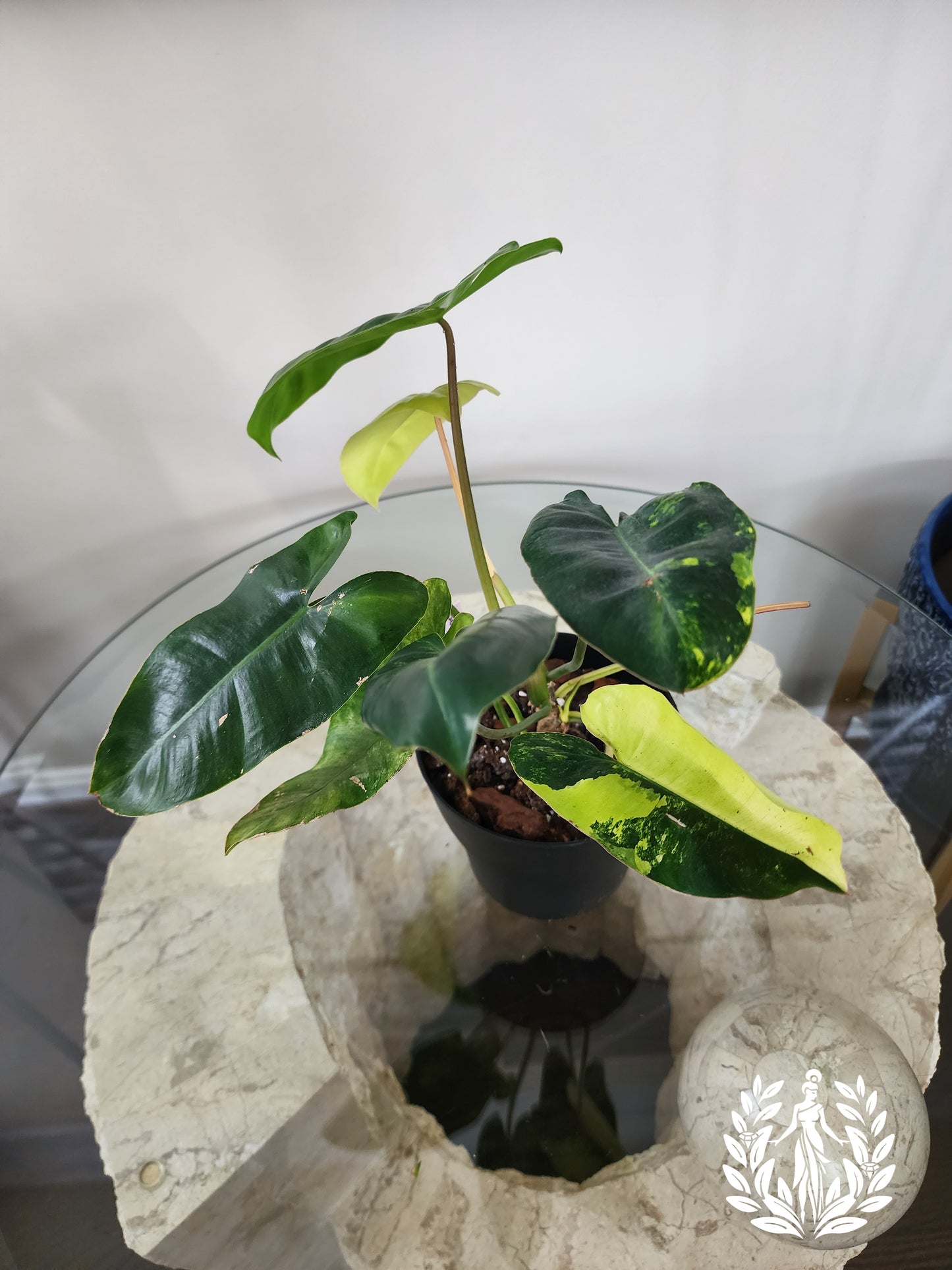 Philodendron Burle Marx Variegated