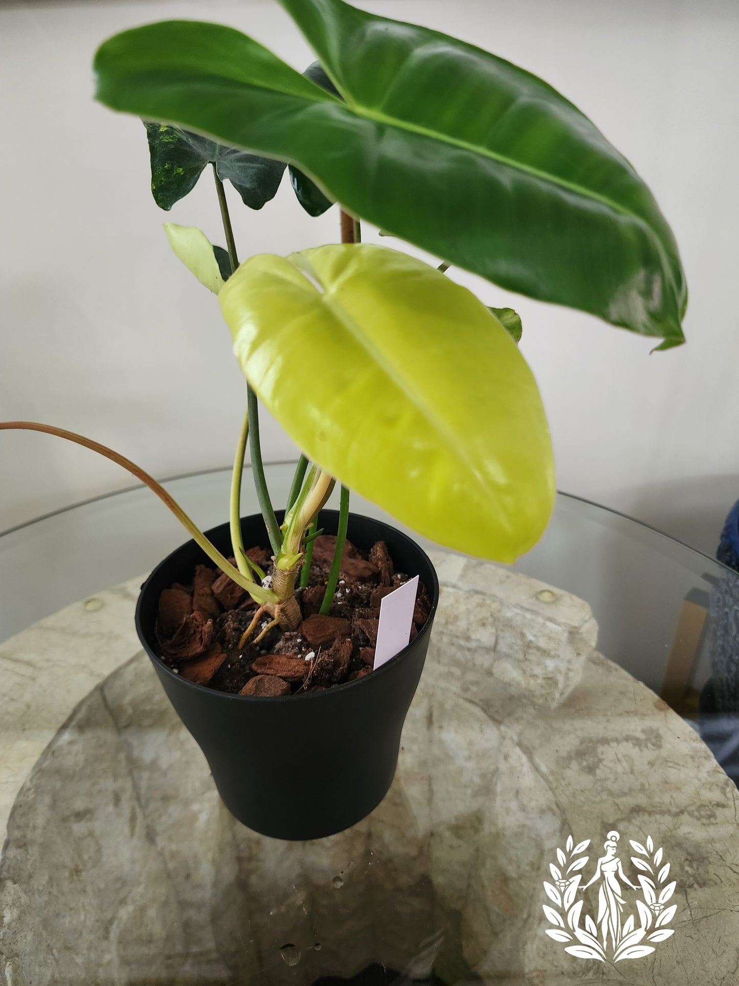 Philodendron Burle Marx Variegated