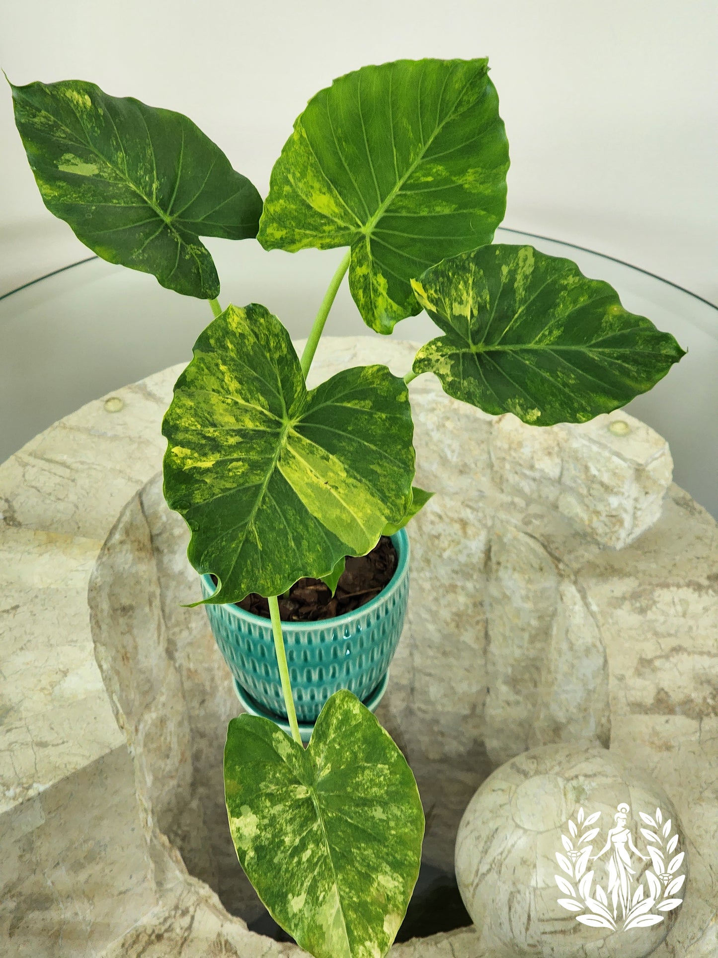 Alocasia Gageana Aurea