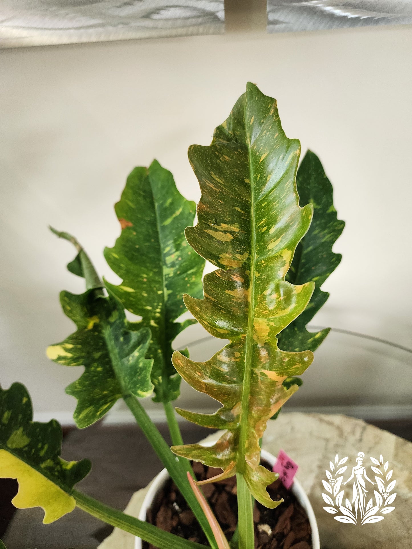 Philodendron Ring of Fire High Color (Large Plant)