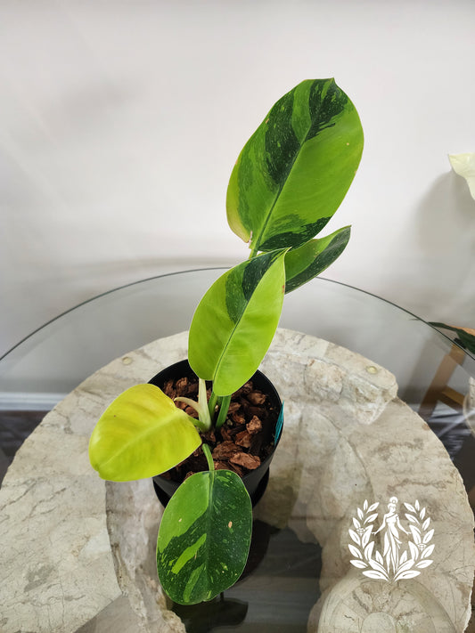 Philodendron Green Congo Hybrid