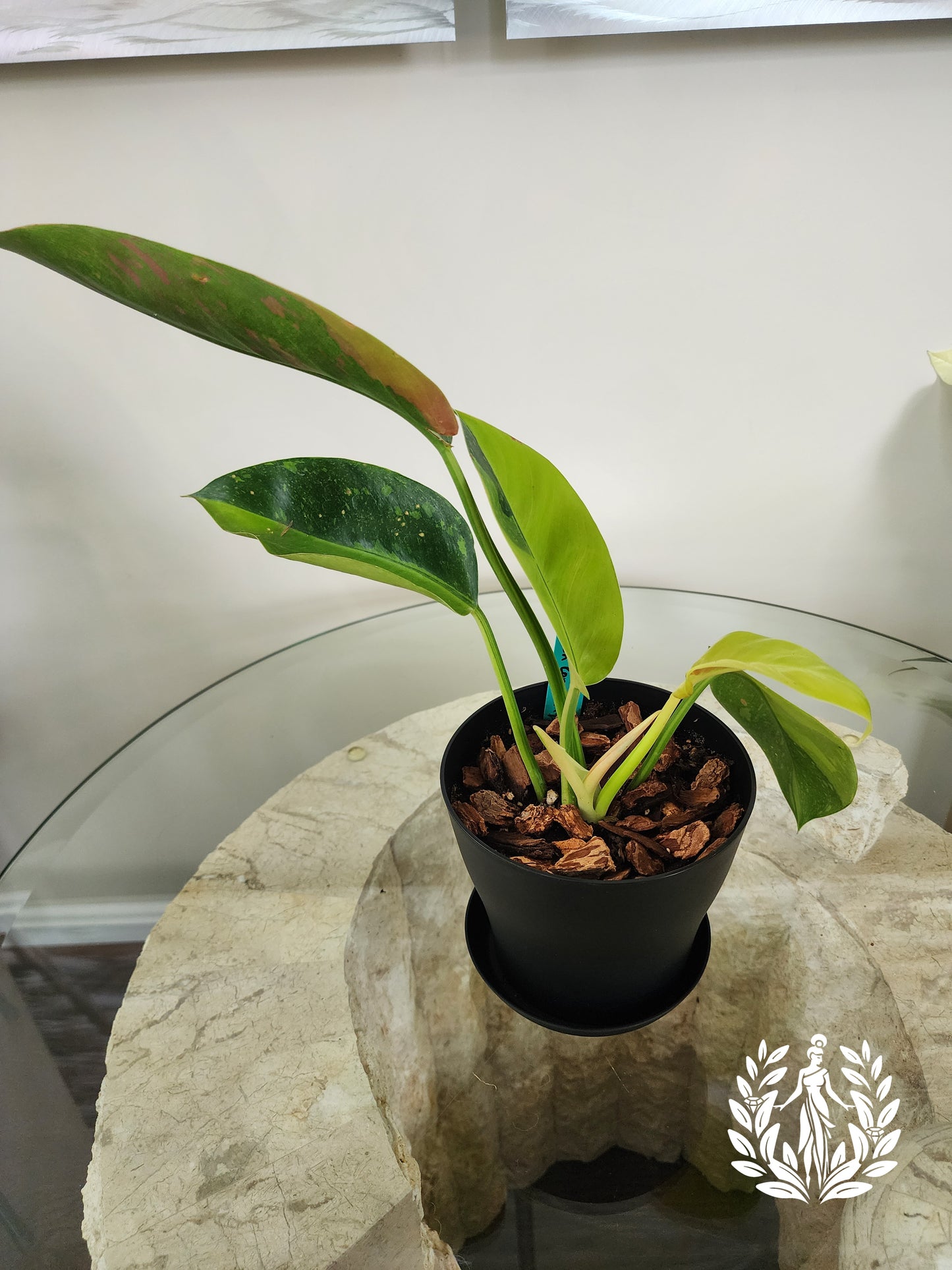 Philodendron Green Congo Hybrid