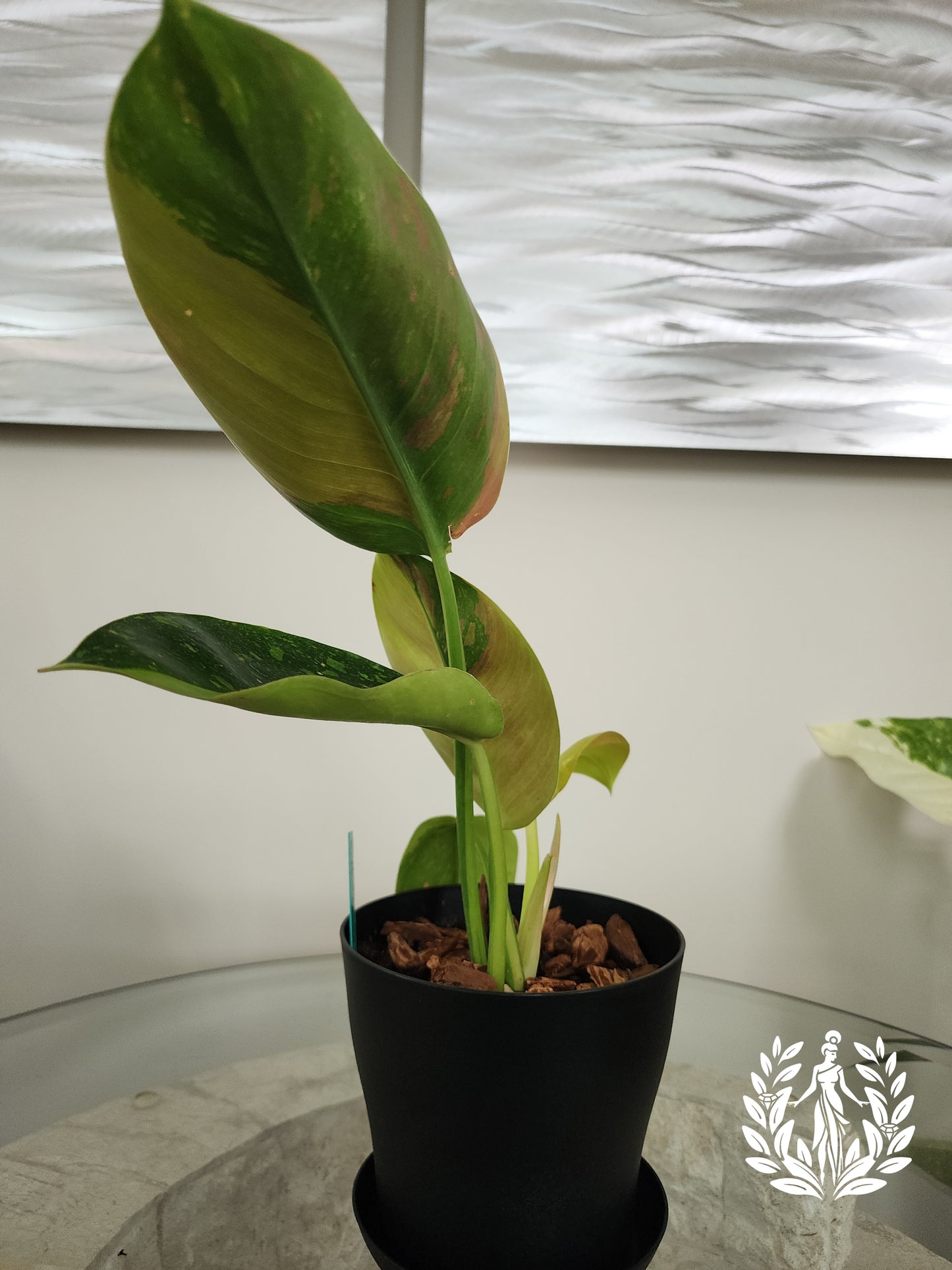 Philodendron Green Congo Hybrid