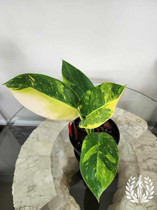 Philodendron Green Congo Nuclear (Import)