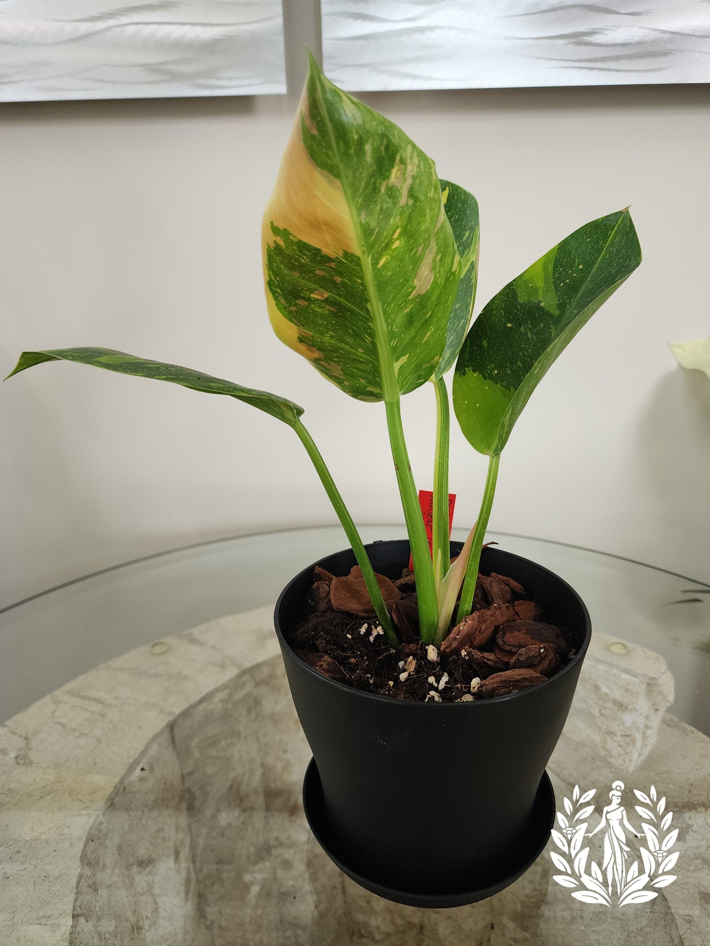 Philodendron Green Congo Nuclear (Import)