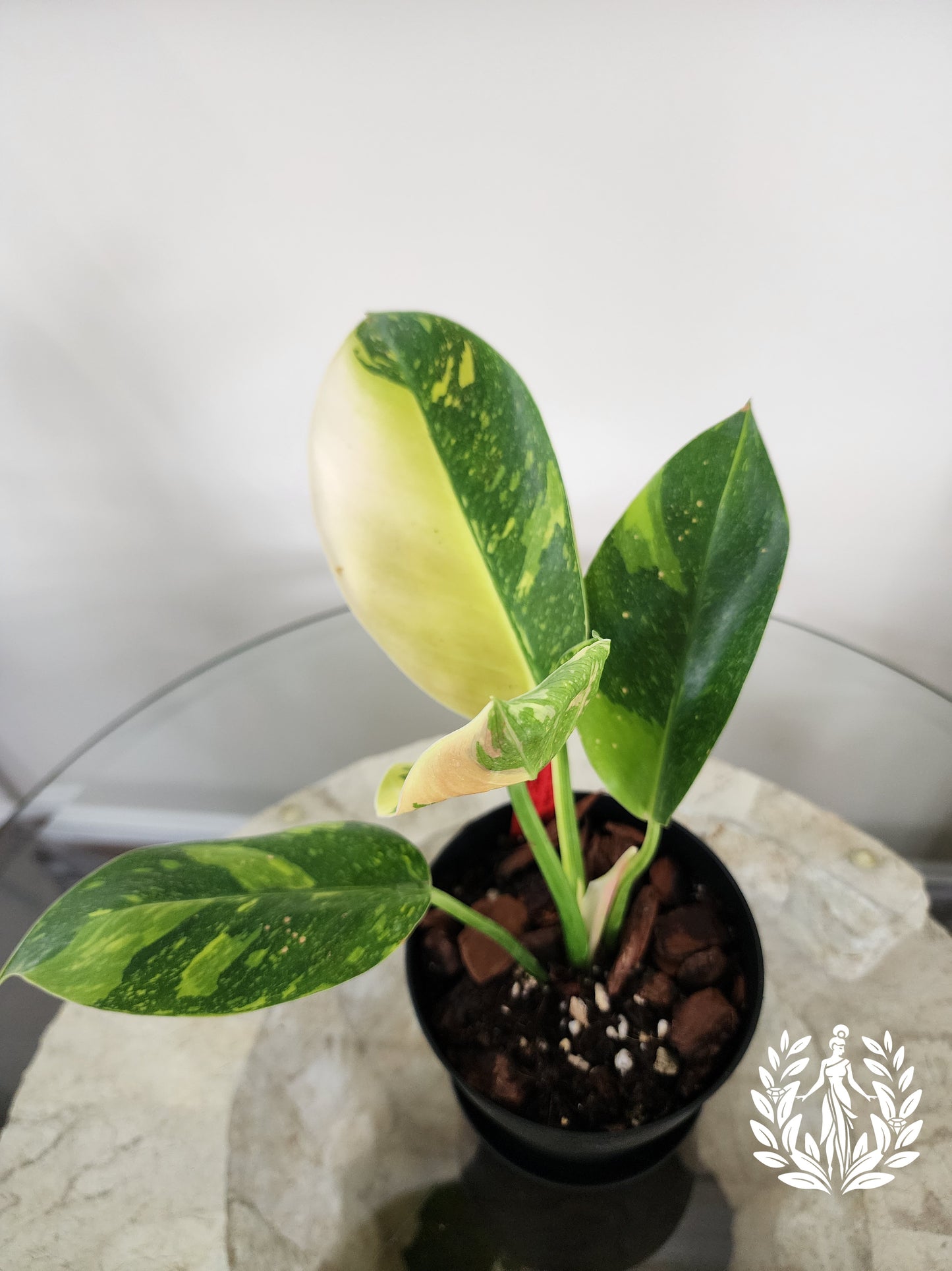 Philodendron Green Congo Nuclear (Import)