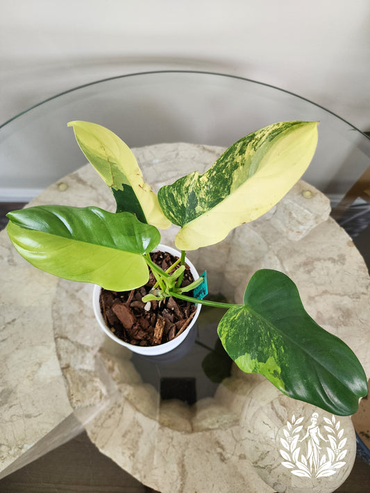 Philodendron Bipennifolium Violin Variegated (Rare Import)