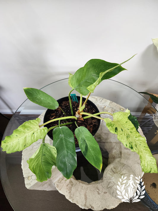 Philodendron Snowdrift (Large Plant)