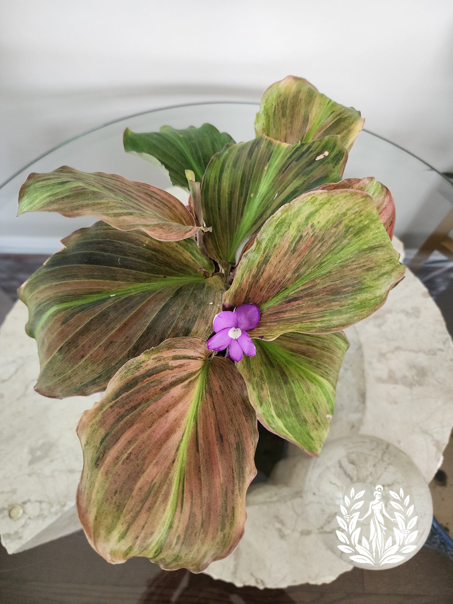 Kaempferia SP Variegated- Full Plant