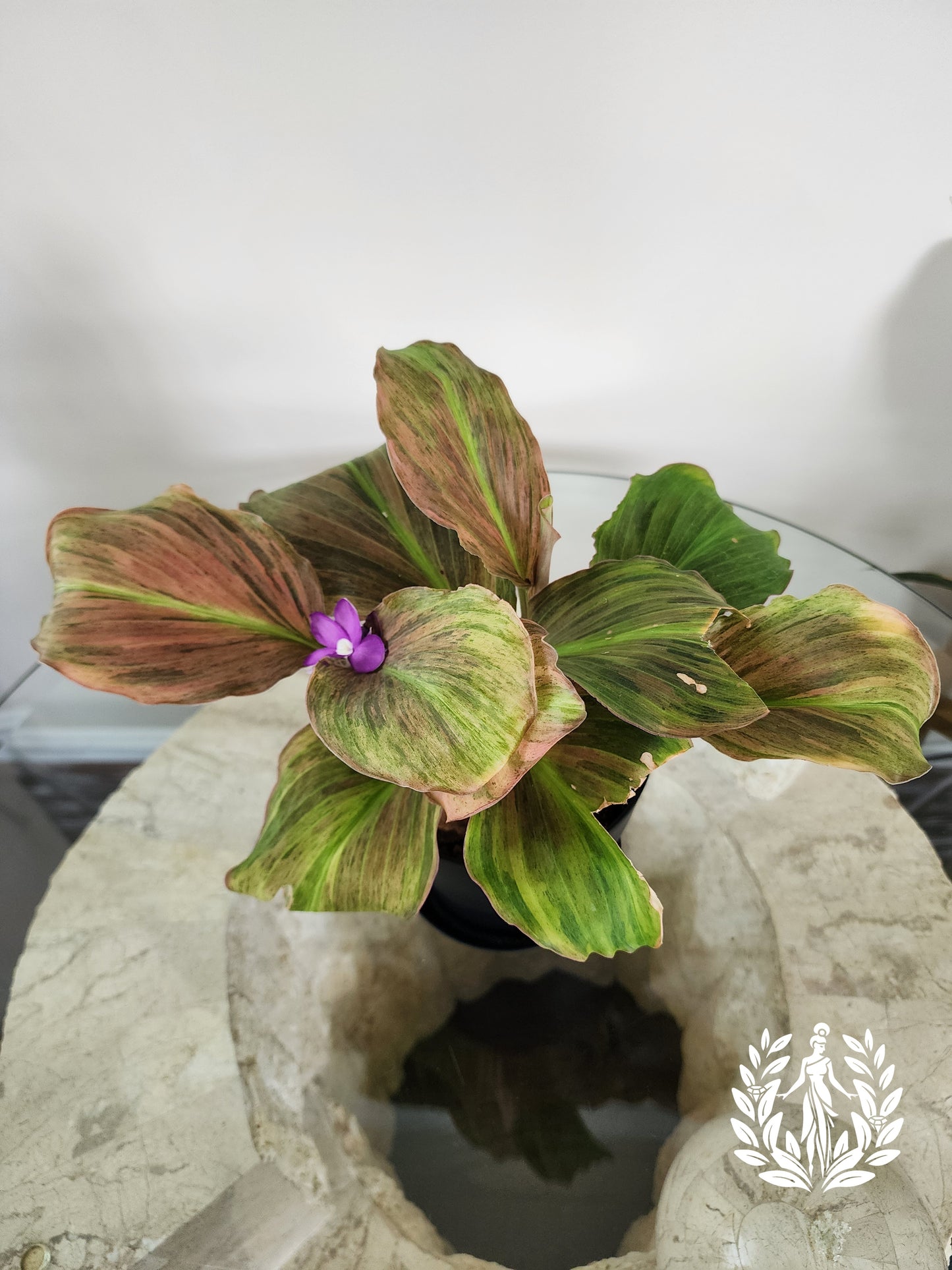 Kaempferia SP Variegated- Full Plant