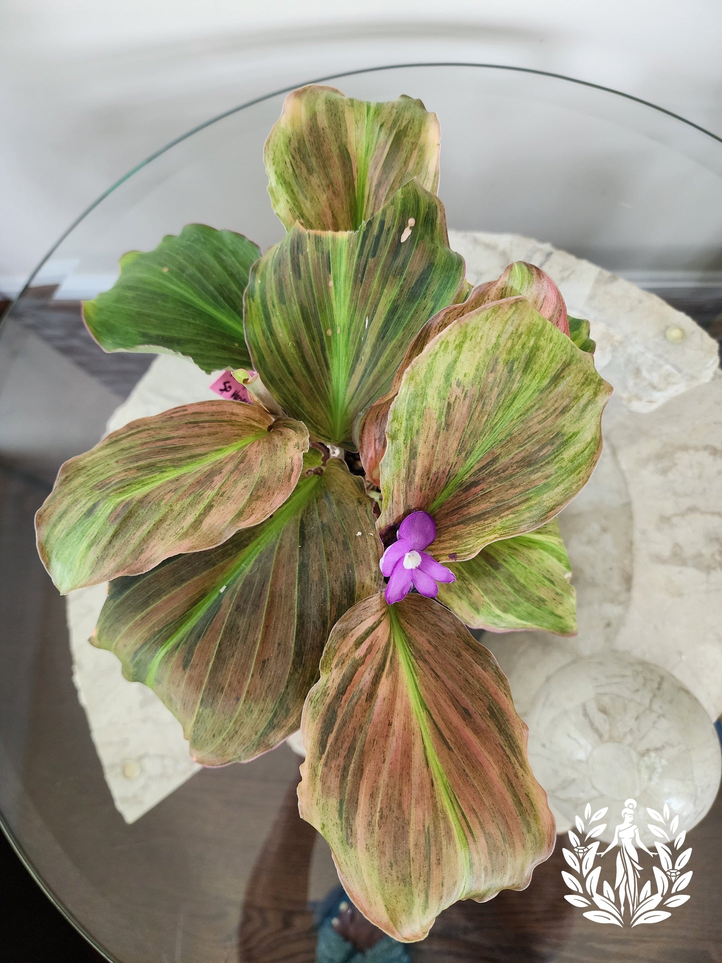 Kaempferia SP Variegated- Full Plant