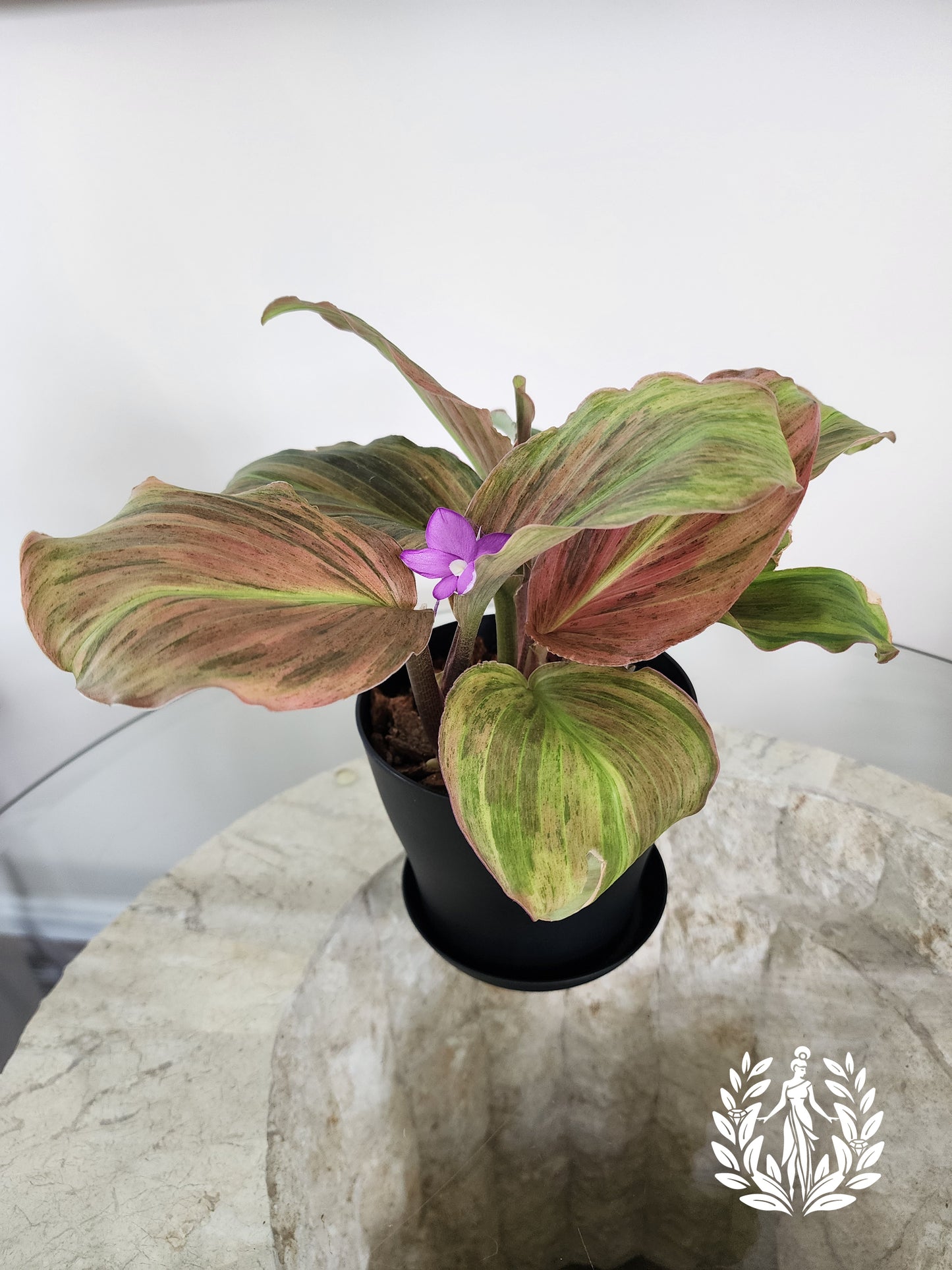 Kaempferia SP Variegated- Full Plant