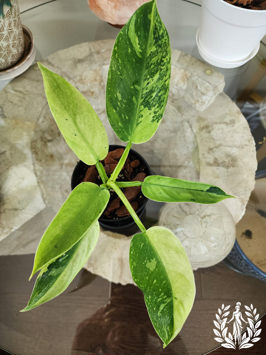 Philodendron Jose Buono (High Variegation)