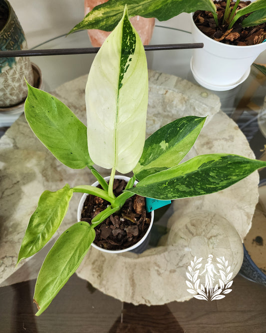 Philodendron Jose Buono High Variegation