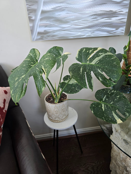 Monstera Thai Constellation