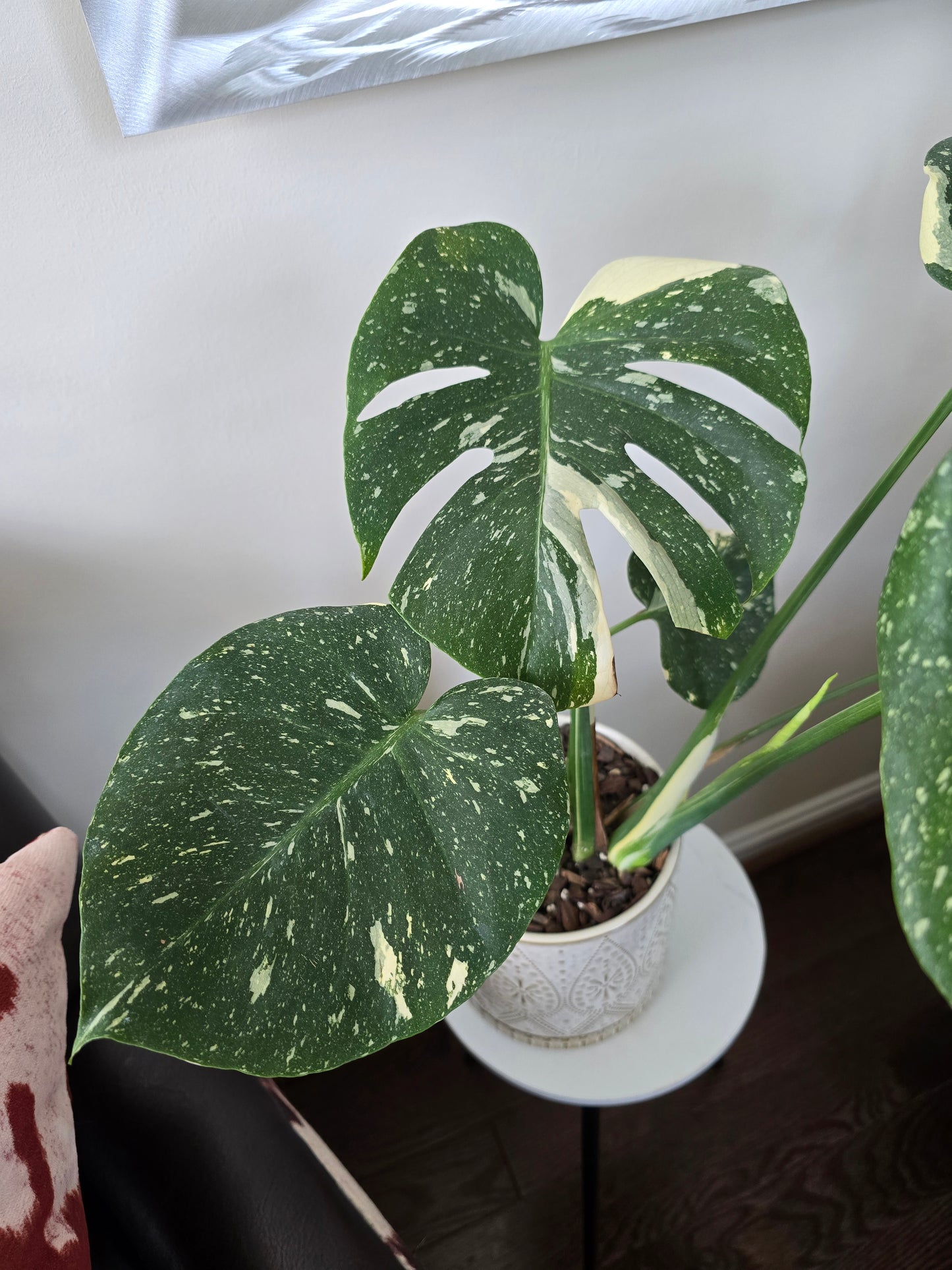 Monstera Thai Constellation