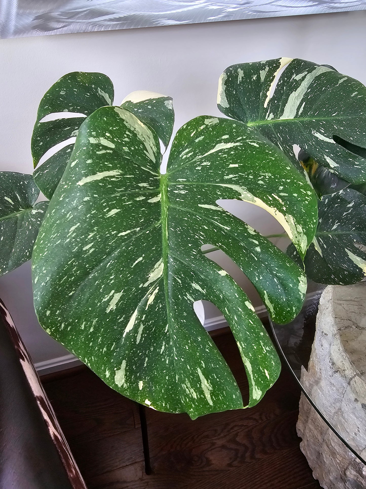 Monstera Thai Constellation