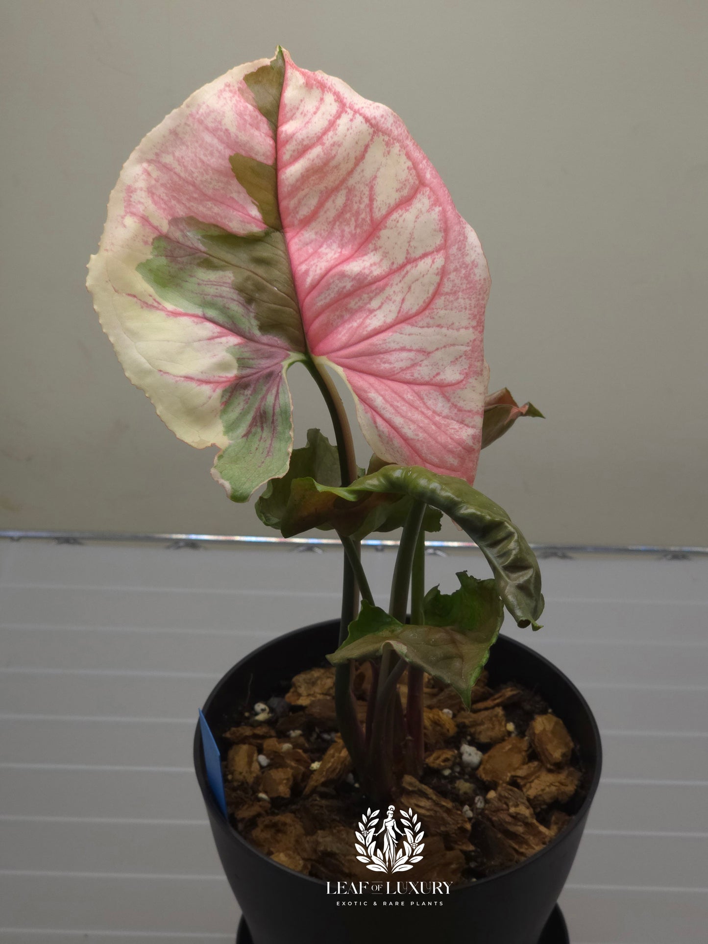 Syngonium Strawberry Ice Galaxy- 5.5 Inch