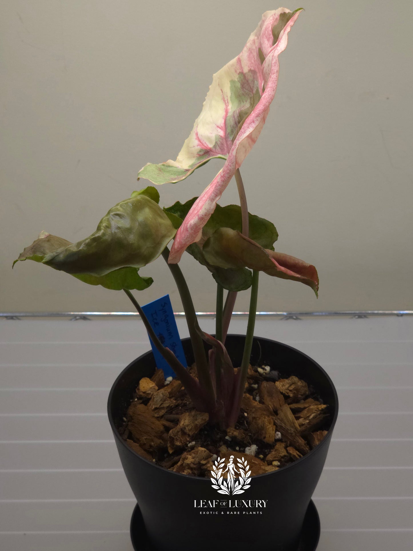 Syngonium Strawberry Ice Galaxy- 5.5 Inch