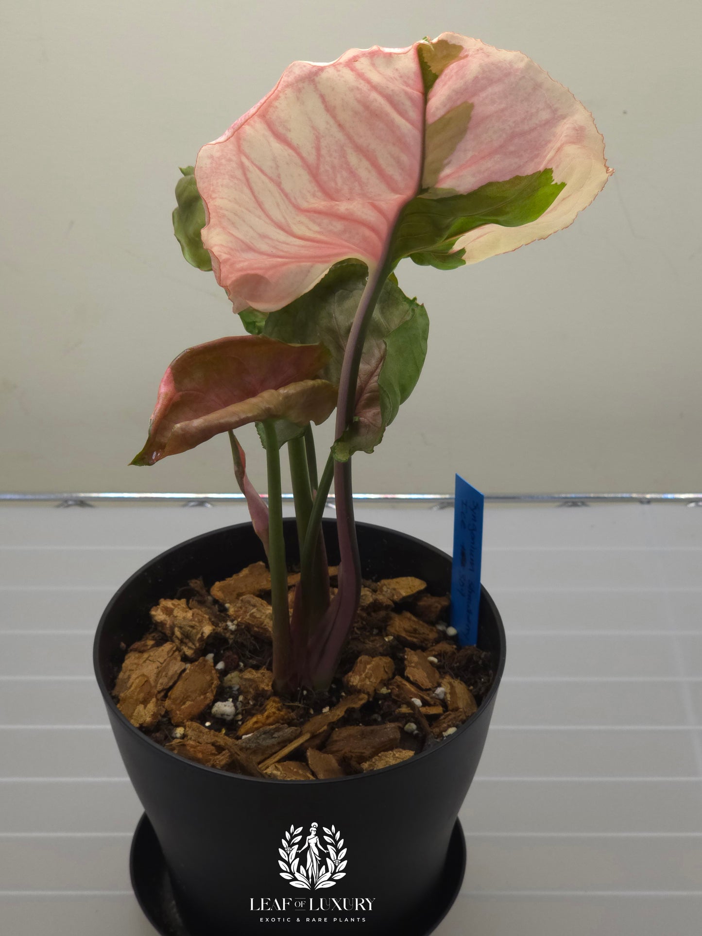 Syngonium Strawberry Ice Galaxy- 5.5 Inch