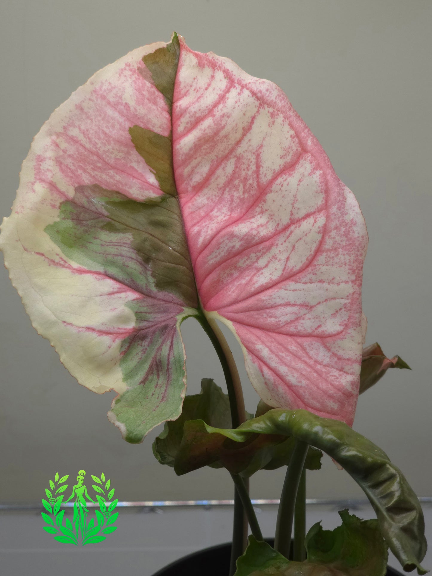 Syngonium Strawberry Ice Galaxy- 5.5 Inch