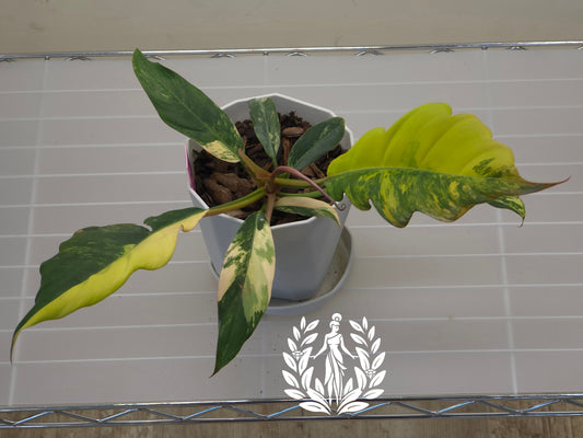 Philodendron Caramel Marble Variegated (Thailand Import)