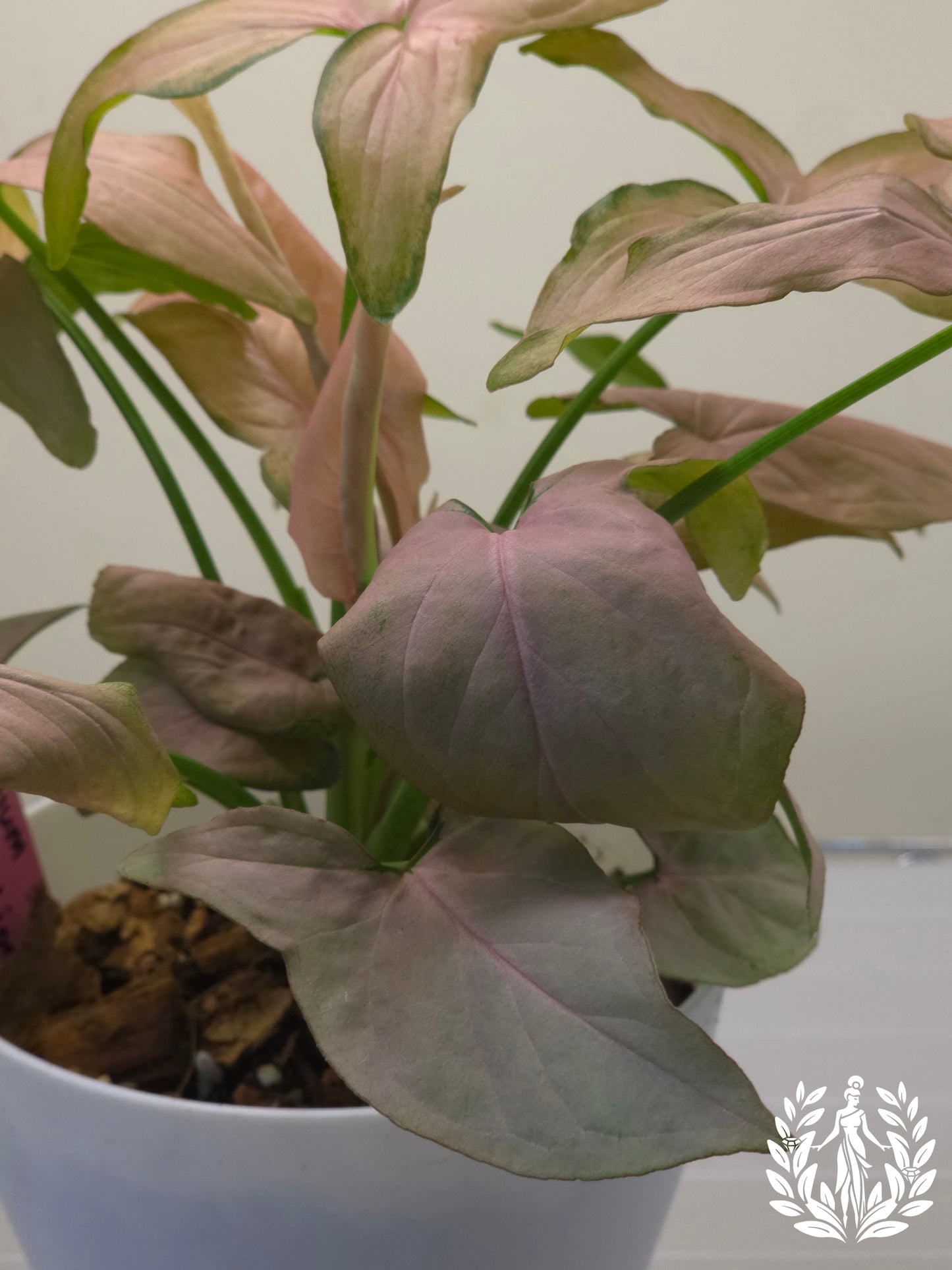 Syngonium Pink Perfection (Large Plant)