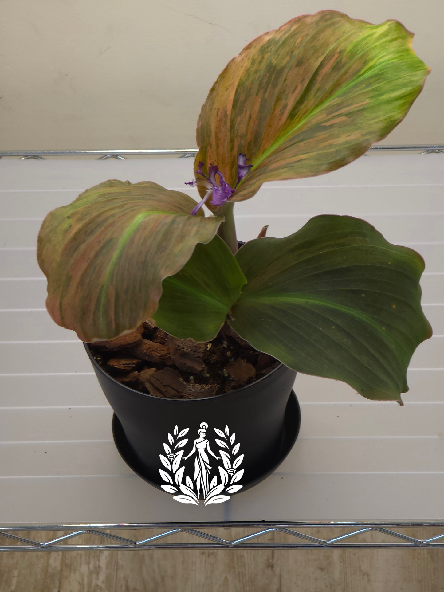 Kaempferia SP Variegated: 3-4 Leaves