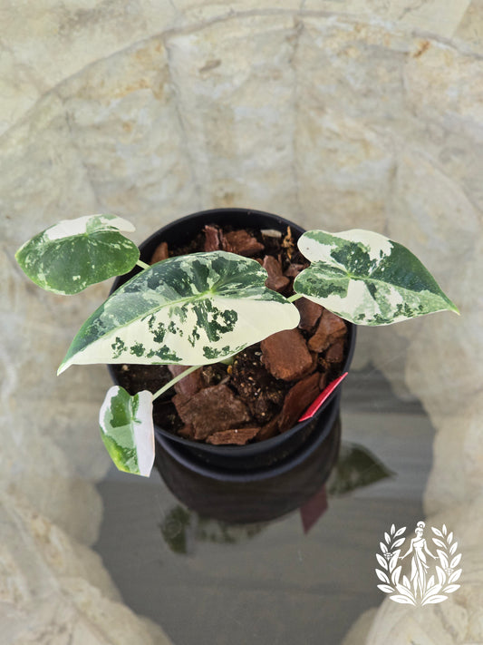 Alocasia Frydek Variegated