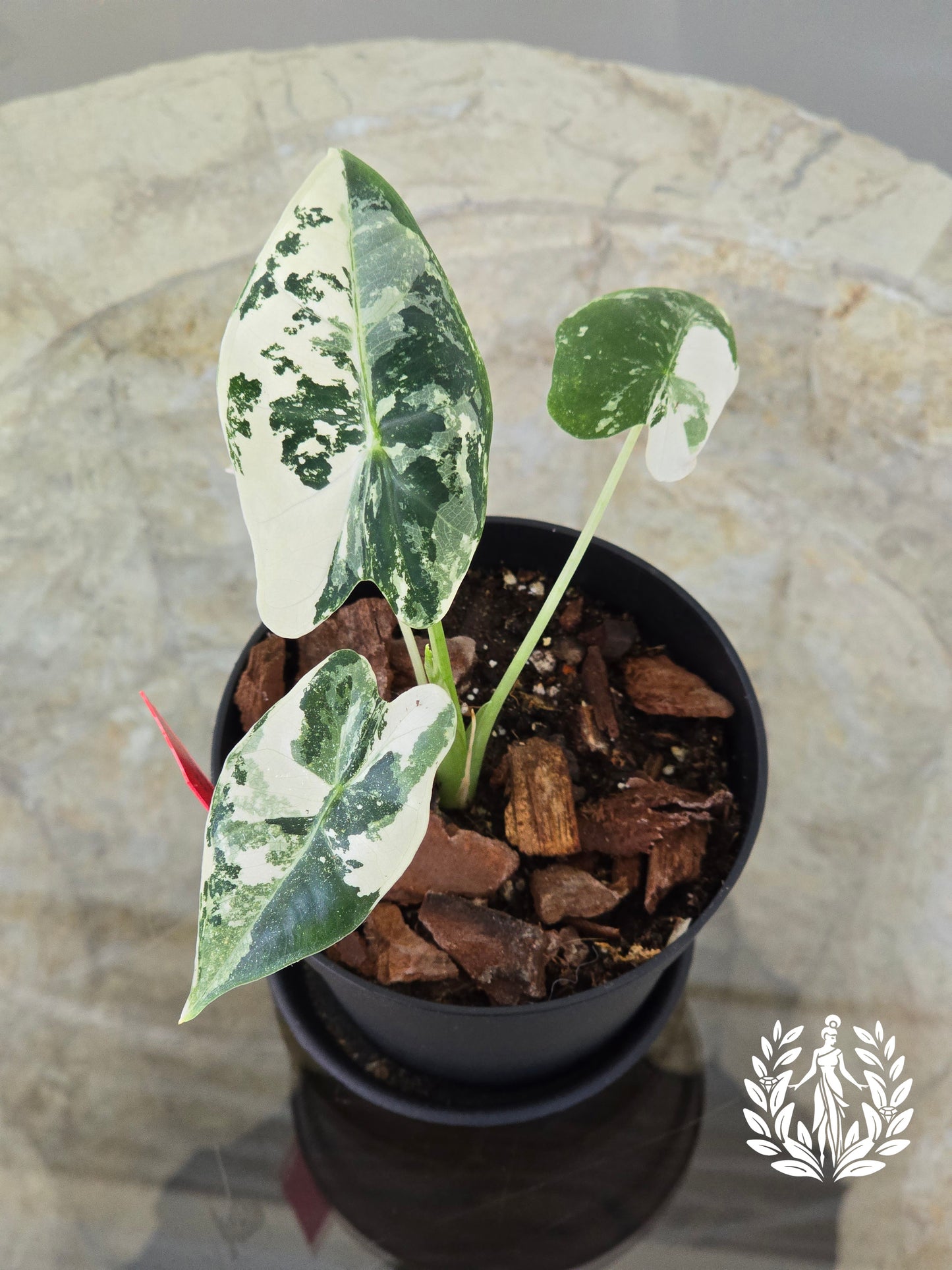 Alocasia Frydek Variegated