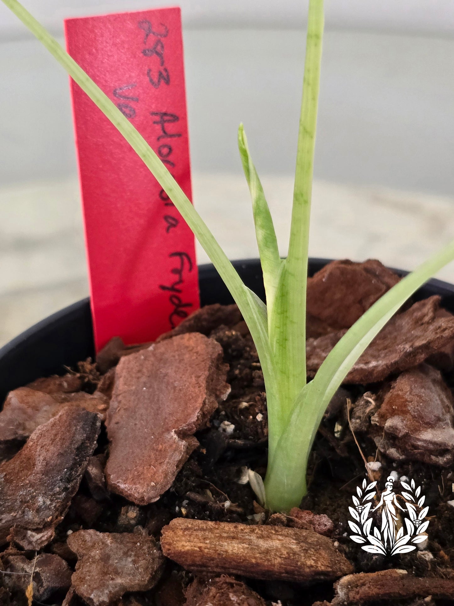 Alocasia Frydek Variegated