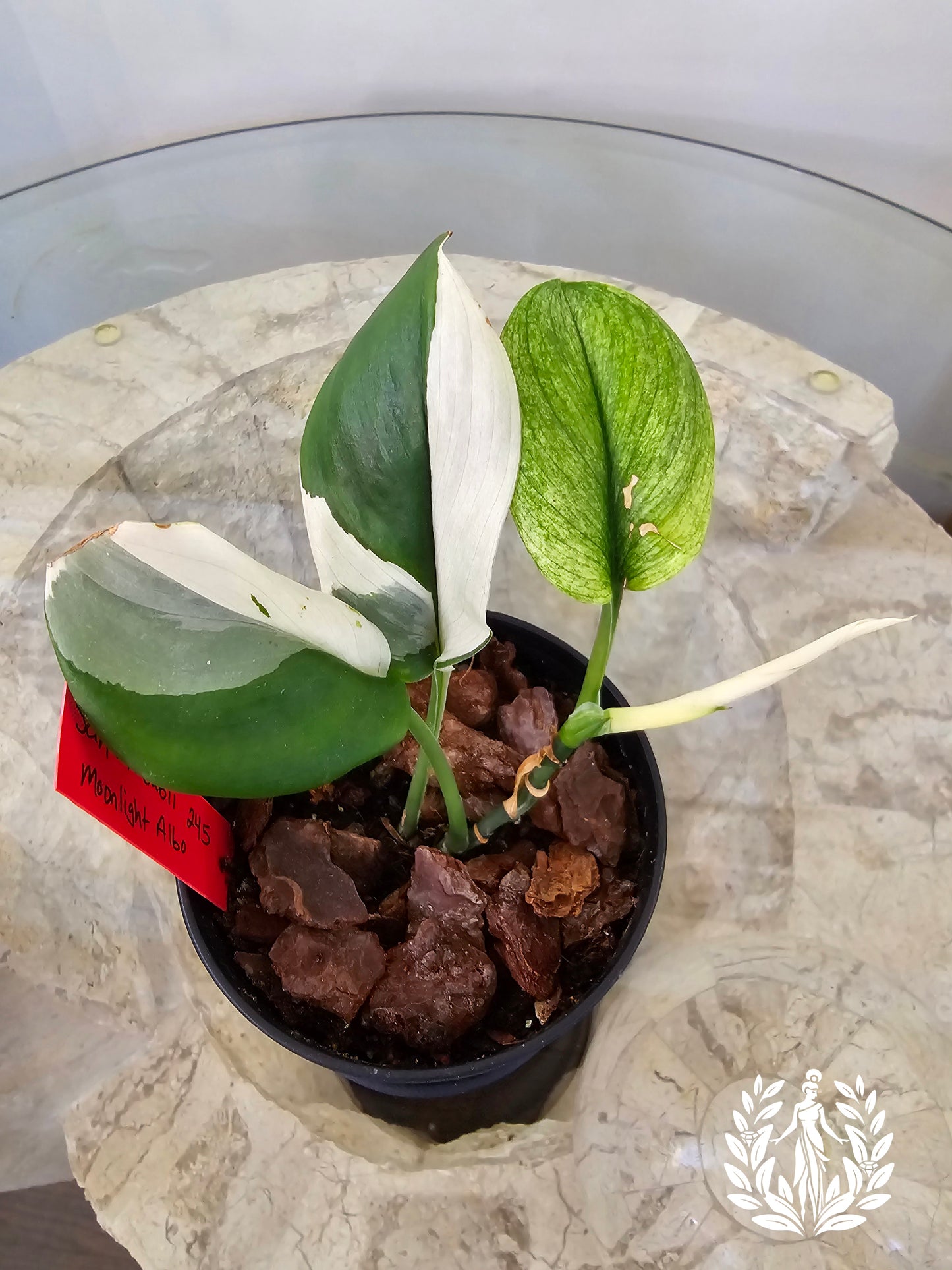 Scindapsus Treubii Moonlight Albo Variegated (Beautiful Thailand Import)