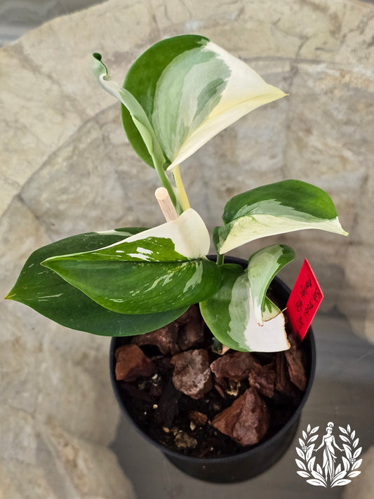 Scindapsus Treubii Moonlight Albo Variegated (Beautiful Thailand Import)