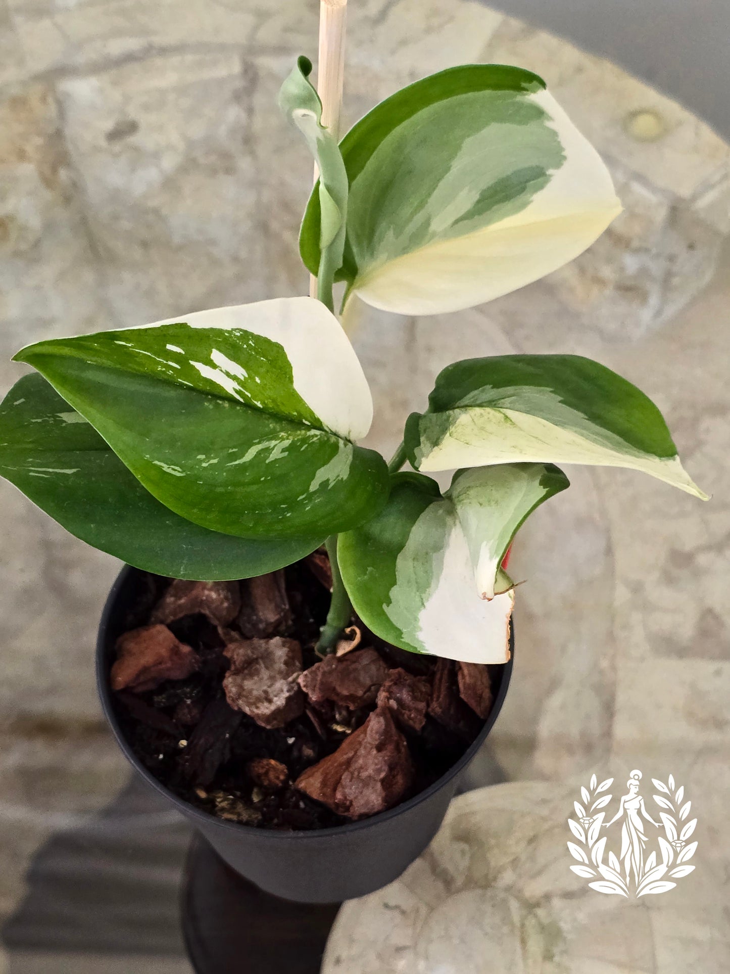 Scindapsus Treubii Moonlight Albo Variegated (Beautiful Thailand Import)